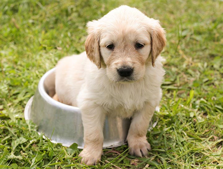 puppy-wellness-plans